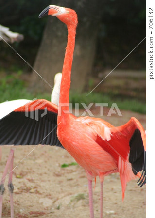 Flamingo Flamingo 706132