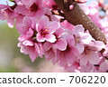  桃花 706220