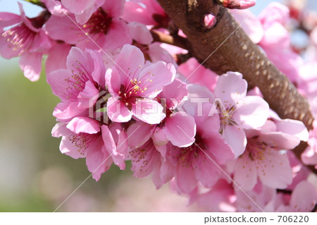 Peach blossoms Peach blossoms 706220