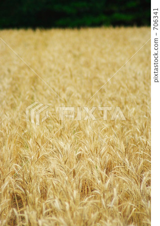 歡迎小麥摔倒 706341