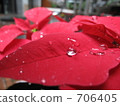 Poinsettia puddle 706405