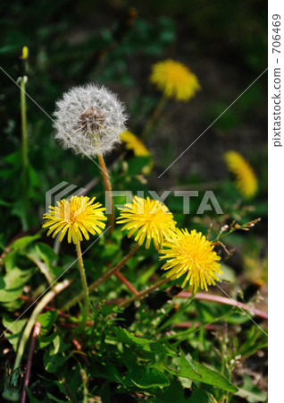 Dandelion Dandelion 706469