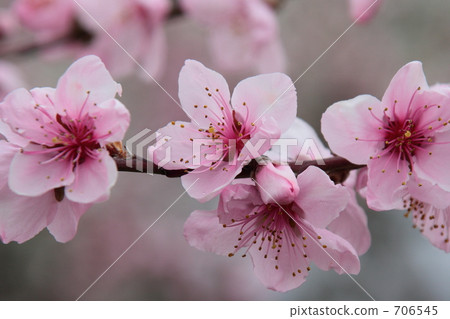 Hakuho no Hana 706545