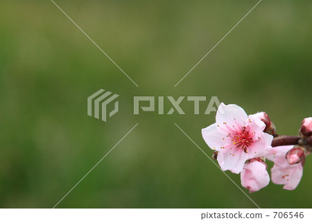 白鳳無花2 706546