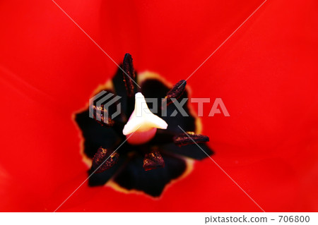 In the middle of the tulip 706800