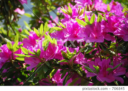 Azalea Azalea 706845