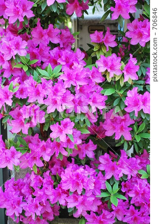 Azalea 706846