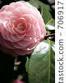 camellia, japanese camellia, bloom 706917