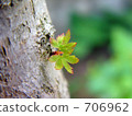 Maple  706962