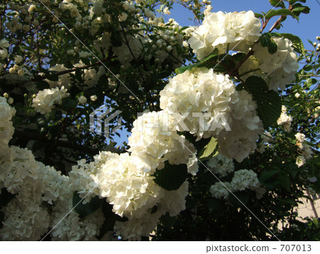 temari flower, handball flower, flowering trees 707013