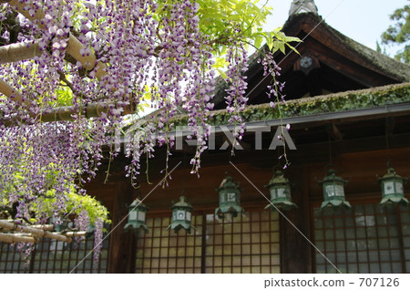 Sanded wisteria Sanded wisteria 707126