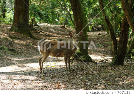 Deer in Nara Park 707135
