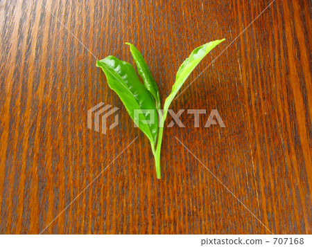 teleaf, young leafe, foliage 707168