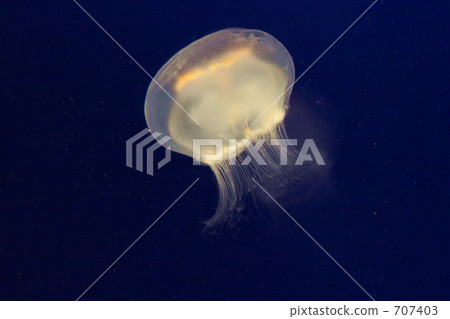 水下鮮花 水下鮮花 707403