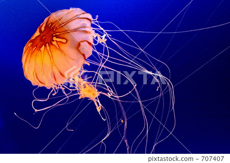 Underwater flowers Underwater flowers 707407