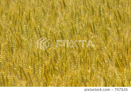 麥田 麥田 707826