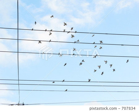 A group of sparrows 707834