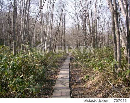 forest road, woodland path, wooden path 707981