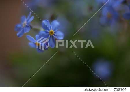 myosoti, myosotis scorpioide, wild flowers 708102