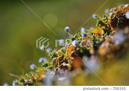 veronica persica, small, tiny 708103