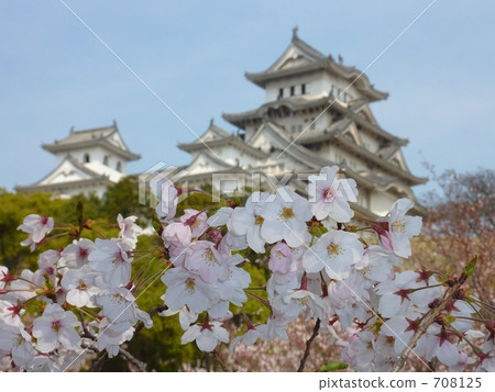 Season of cherry blossoms 708125