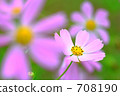 波斯菊花 708190