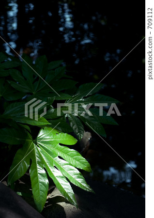 leaf, foliage, leaves 709112