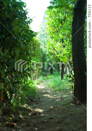 walkway, straight path, planting tree 709113