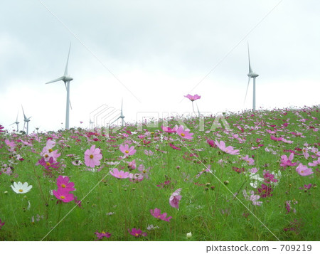 Windmill and Cosmos (Ryo Takahara) 709219