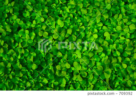 Clover Clover 709392