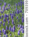 Muscari clusters 709399