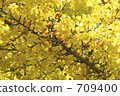 At Hokkaido University ginkgo trees 709400