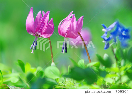 Being surrounded by soft sunlight ... 709504