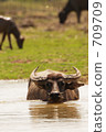 Cattle's row water 709709
