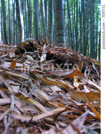 竹筍在此之下 709731