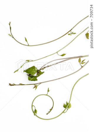 Akebi vine that is also used as a wild vegetable Akebi vine that is also used as a wild vegetable 709734