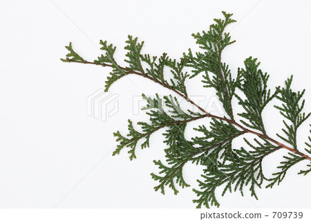 Hinoki leaves Hinoki leaves 709739