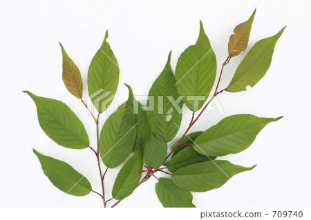 Young leaves young leaves (table) Young leaves young leaves (table) 709740