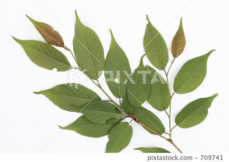 Young leaves young leaves (back) Young leaves young leaves (back) 709741