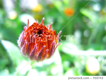 图库照片: 非洲菊 蓓蕾 发芽