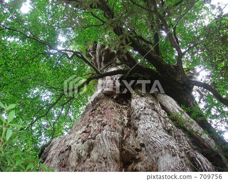 kigensugi, large tree, yakushima 709756