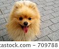 梨果。 - 犬島犬 -  709788