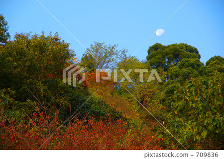 秋葉和白天月亮 -  2 709836