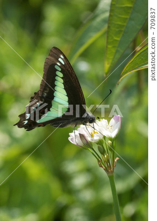 常見的青蠅 709837