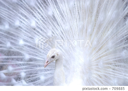 White Peacock White Peacock 709885