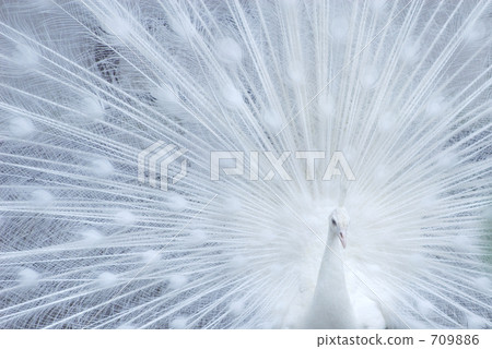 White Peacock White Peacock 709886