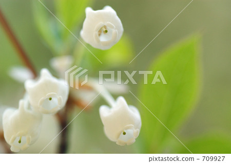 Daeda Dunziae 709927