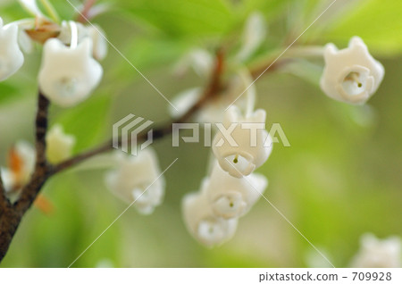Daeda Dunziae Daeda Dunziae 709928