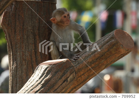 恒河猴的孩子 709952
