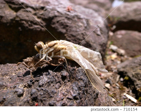 Emergence of dragonfly Emergence of dragonfly 710154